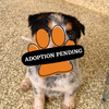 Adoption Pending (88)