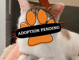 Adoption Pending (89)