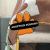 Adoption Pending (94)
