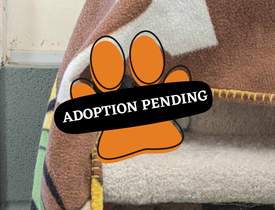 Adoption Pending (94)