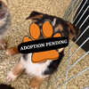 Adoption Pending (95)