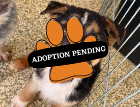Adoption Pending (95)