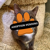 Adoption Pending (99)