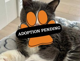 Adoption Pending