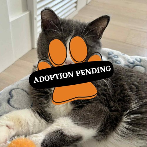 Adoption Pending
