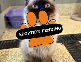 Adoption Pending Tiff