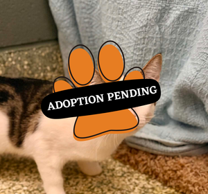 Adoption Pending betty
