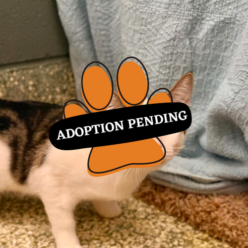 Adoption Pending betty