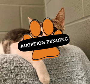 Adoption Pending boop