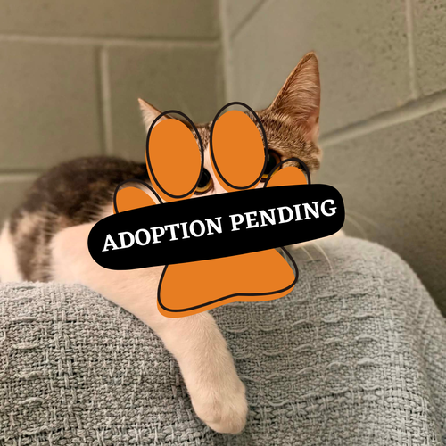 Adoption Pending boop