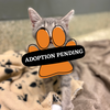 Adoption Pending boss