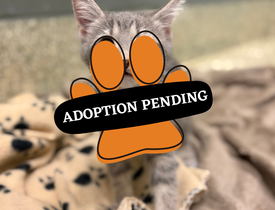 Adoption Pending boss
