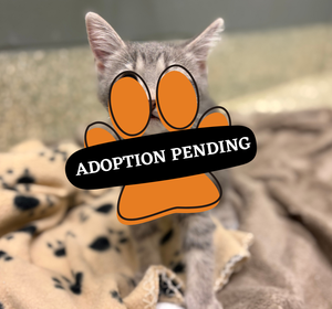 Adoption Pending boss