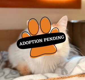 Adoption Pending butters