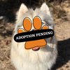 Adoption Pending