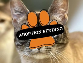 Adoption Pending