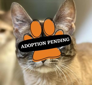 Adoption Pending