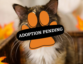 Adoption Pending sassy
