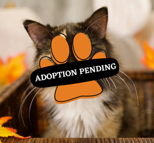 Adoption Pending sassy