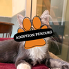 Adoption Pending toast
