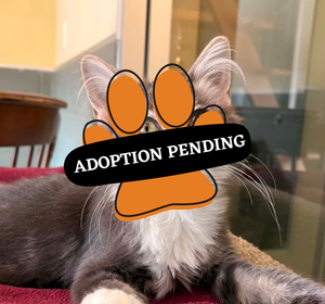Adoption Pending toast