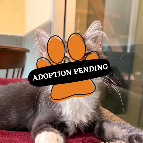 Adoption Pending toast