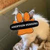 Adoption Pending
