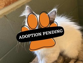 Adoption Pending