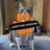 Adoption Pending