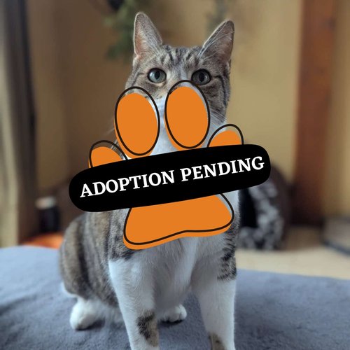 Adoption Pending