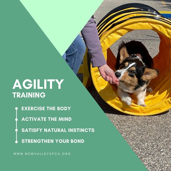 Agility Training Image