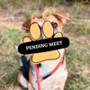 Annabell pending