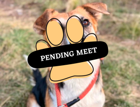 Annabell pending