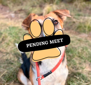 Annabell pending