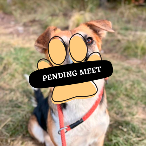 Annabell pending