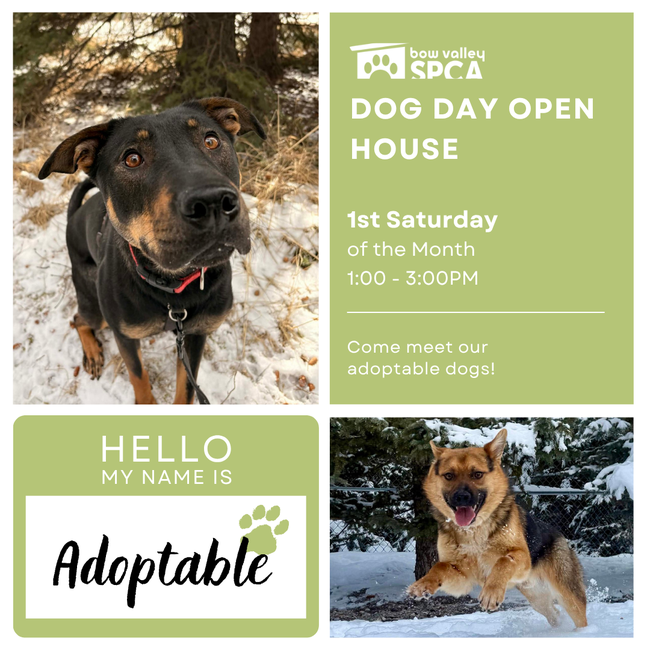 April DDOH for Website