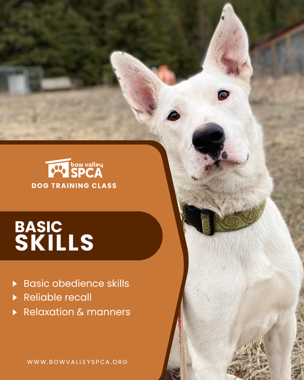 Basic Skills - SS2026