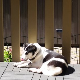 Basking in the sunlight.jpg