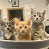 Bear Kittens - Basket (1)