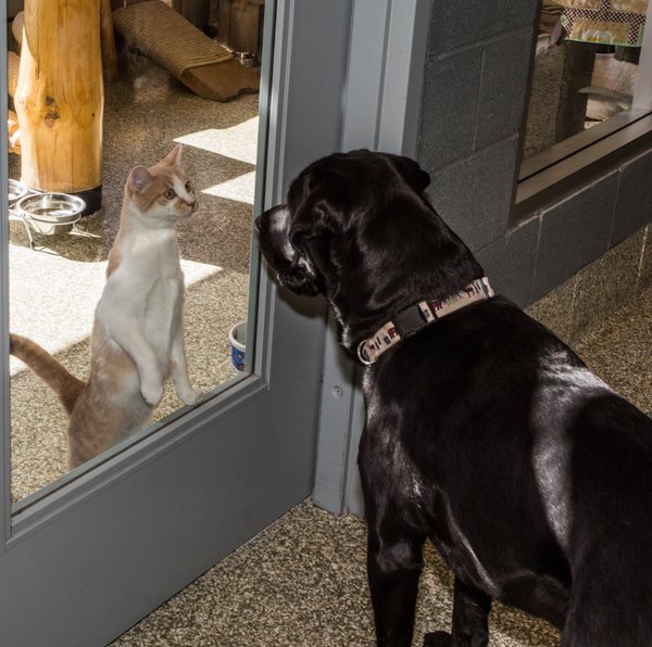 Bear meets A Cat IMG_3165.jpg