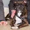 Bella IMG_2620.jpg