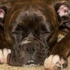 Bella IMG_2626-2.jpg