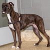 Bella IMG_2638.jpg
