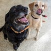 Blade and Buddy