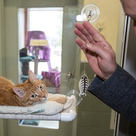 Blessing of the Animals--2018