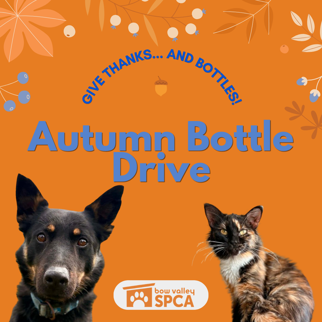 Bottle Drive Posters (1080 x 1080 px)