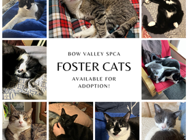 Bow valley spca