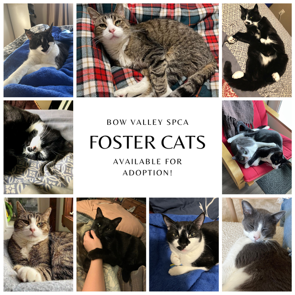 Bow valley spca