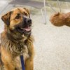 Buddy IMG_5090-3.jpg