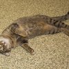 Carrot-IMG_6398.jpg